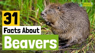 31 Facts About Beavers  Learn All About Beavers  Animals for Kids  Educational Video [upl. by Nilhsa98]