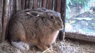 Brown Hare eating caecotrophs  coprophagy [upl. by Constantia]