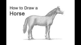 How to Draw a Horse [upl. by Lehcor]