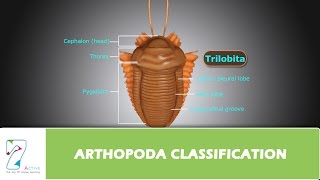 ARTHOPODA CLASSIFICATION [upl. by Aihsetan607]