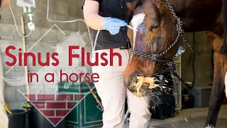 Flushing a Horses Sinus [upl. by Garlaand]