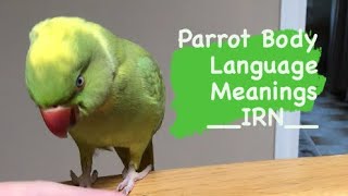 INDIAN RINGNECK PARROT body language  meanings part 1 [upl. by Wivestad]