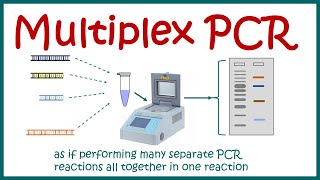 Multiplex PCR [upl. by Oned]