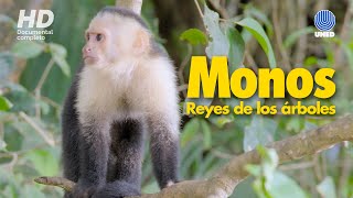 Monos de Costa Rica Reyes de los árboles [upl. by Aihsotan155]