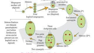 Megasporogenesis and Development of Female Gametophyte Embryosac [upl. by Penelope708]