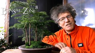 My Norfolk Island Pine Forest The Bonsai Zone Jan 2021 [upl. by Landbert360]