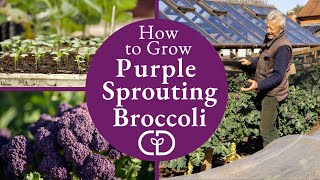 How to Grow Purple Spouting Broccoli harvests early spring [upl. by Digdirb]