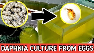 HOW TO HATCH DAPHNIA EGGS  HOW TO CULTURE DAPHNIA [upl. by Calbert199]