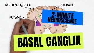 2Minute Neuroscience Basal Ganglia [upl. by Leidgam]