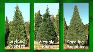 Christmas Tree Farms [upl. by Thedric]