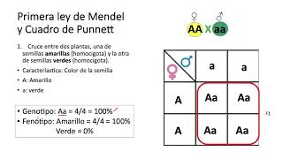 Herencia Mendeliana 1 [upl. by Asilrahc]