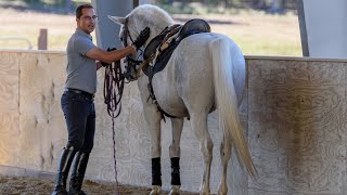 Step ONE quotTeaching Your Horse Piaffe in Handquot  Horse Training Tips with Deanna Corby Dressage [upl. by Worl]