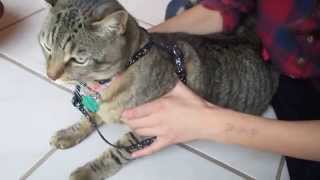 How To Put an quotHquot Harness on a Cat [upl. by Rodmun]