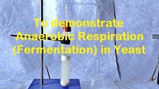 Fermentation in Yeast Experiment [upl. by Akihsal]