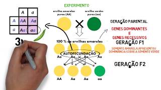 RESUMO EXPERIMENTO 1 lei de Mendel [upl. by Atin]