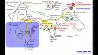 Cranial parasympathetic ganglia [upl. by Hait]