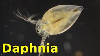 Daphnia [upl. by Foscalina]