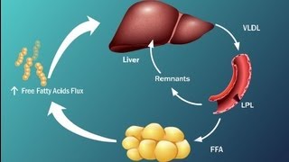 Pharmacology CVS 32 Antihyperlipidemic Drugs  4 Bile Acid Sequestrants  Cholestyramine [upl. by Abla]