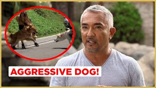 Can I help this AGGRESSIVE Dog  Cesar 911 [upl. by Carmella]