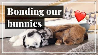 Turning Hate Into Love  Bonding Our Aggressive Rabbits [upl. by Mirielle]