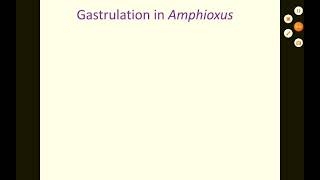 Gastrulation in Amphioxus [upl. by Elconin]