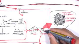 Physiology of Lipoproteins Cholesterol [upl. by Rapsag]