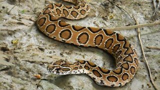 Russells viper Snake Daboia russelii [upl. by Carlina]