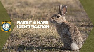 Rabbit and Hare Identification [upl. by Ila568]