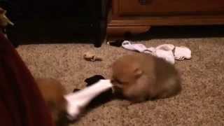 Pomeranian puppies play tug of war Single sock solutions [upl. by Asiuol516]