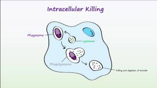 Phagocytosis [upl. by Bremen462]