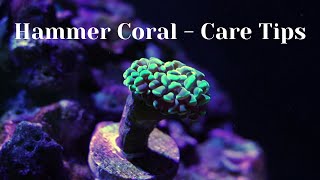 Hammer CoralEuphyllia  Care Tips [upl. by Lemon]