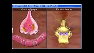 CBSE Class 11 Biology  Generation amp Conduction of Nerve Impulse [upl. by Annaillil607]