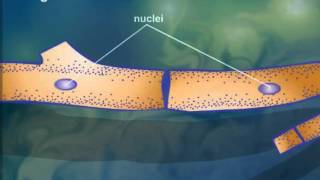 Cell StructureCytoplasmic Streaming [upl. by Nnahteb]