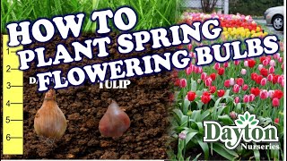 How to Plant Spring Flowering Bulbs [upl. by Valdes]