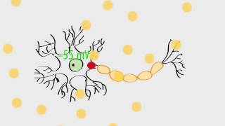 Anatomy amp Physiology Action Potentials amp Axonal Transmission [upl. by Akenehs]