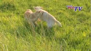 Golden Retriever Informationen zur Rasse [upl. by Nimocks]