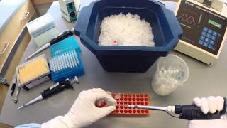 PCR Protocol  Part 1 [upl. by Spindell]