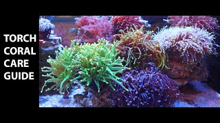 Torch Coral Care Guide [upl. by Gold]