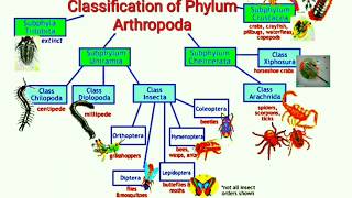 Classification of Phylum Arthropoda [upl. by Liek]