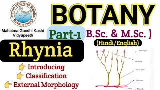 Rhynia  Rhynia Pteridophyte Plant BSC 3rd Paper BotanyBsc 1st year BotanyRhynia Morphology [upl. by Etteneg889]