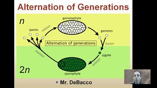 Alternation of Generations [upl. by Ahseit]