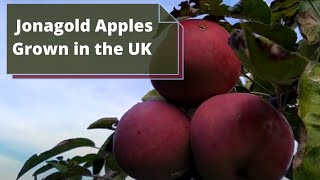 Jonagold Apples Malus Domestica  UK  Delicious Apples [upl. by Brufsky]