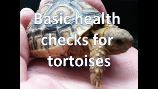 Basic health checks for tortoises  happytortoises [upl. by Flory794]