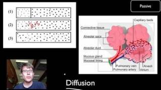 Transport Across Cell Membranes [upl. by Nawrocki105]