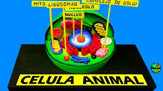 Como hacer una MAQUETA CELULA ANIMAL [upl. by Nodmac2]