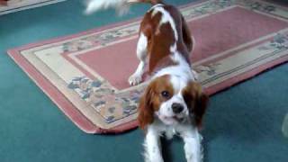 King Charles Cavalier Barking [upl. by Rehm]