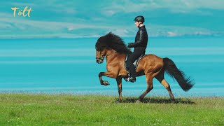 5 gaits of the Icelandic horse [upl. by Enilesor140]