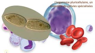 Organisme unicellulaire vs organisme pluricellulaire [upl. by Aneleh]