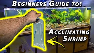 How to Acclimate Freshwater Shrimp Beginner Shrimp Keeping [upl. by Amund300]