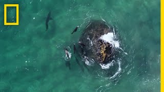 Fur Seals vs Great White Sharks  Hostile Planet [upl. by Racso]